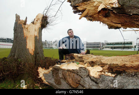 Gale Force Winds claim the Lime Tree Stock Photo