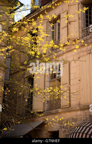 Spring tree in front of traditional French architecture Stock Photo