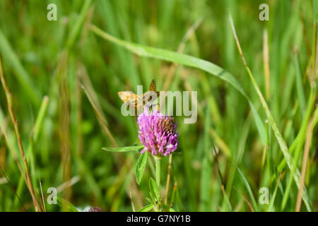 Large skipper moth on purple thistle flower, Essex, UK Stock Photo
