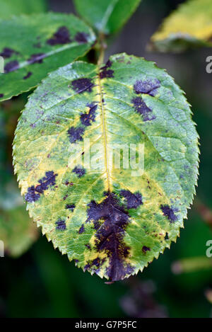 Black spot Diplocarpon rosae on rose leaf Stock Photo