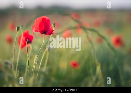 Wild poppies (Palaver rhoeas) growing  in a Summer field, Surrey Stock Photo