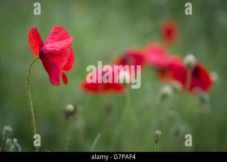 Poppies growing in a field in West Horsely, Surrey Stock Photo