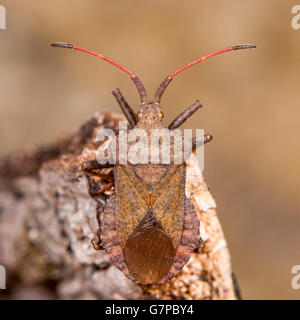 Dock bug (Coreus marginatus). A large and mottled reddish-brown squashbug in the family Coreidae, with a broad oval abdomen Stock Photo