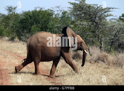 Travel Stock - Kenya. An Elephant is seen in Laikipa County as Kenyans go about their daily life near the town of Nanukye. Stock Photo