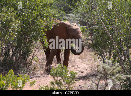 Travel Stock - Kenya Stock Photo