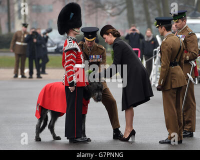 The Duchess of Cambridge presents a shamrock to the Irish Guards mascot Domhnall at their barracks in Aldershot, Hampshire, as the regiment marks St Patrick's Day. Stock Photo