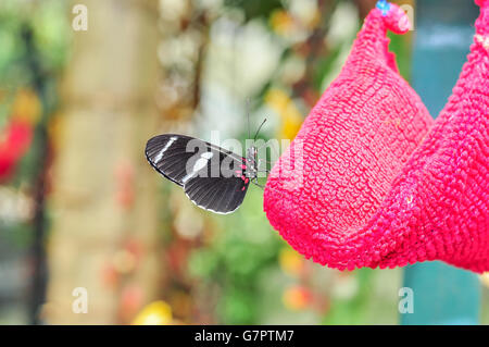 Black Cattle Heart Butterfly, Amazon Rainforest, South America Stock Photo