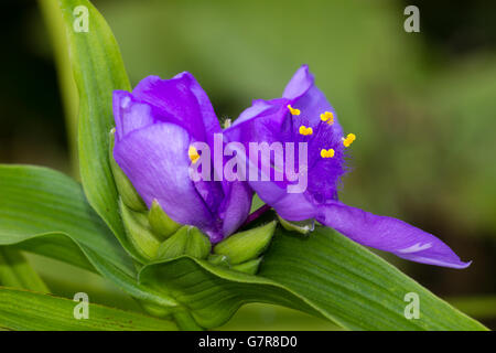 Macro close up of the striking purple flowers of the spiderwort, Tradescantia Andersoniana Group 'Purple Dome' Stock Photo