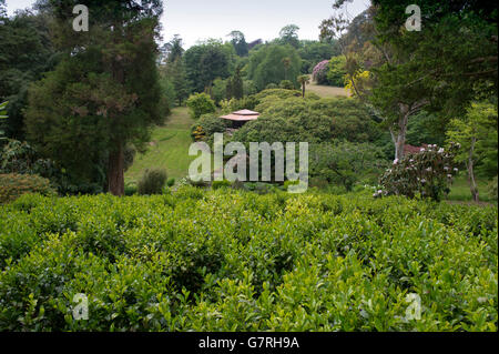 Tea plantation on the Tregothnan Estate,Tresillion,Cornwall,the first English tea production with director Jonathan Jones. Stock Photo