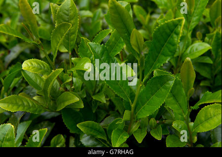 Tea plantation on the Tregothnan Estate,Tresillion,Cornwall,the first English tea production with director Jonathan Jones. Stock Photo