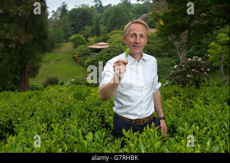 Tea plantation on the Tregothnan Estate,Tresillion,Cornwall,the first English tea production with director Jonathan Jones. Stock Photo