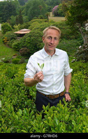 Tea plantation on the Tregothnan Estate,Tresillion,Cornwall,the first English tea production with director Jonathan Jones. Stock Photo