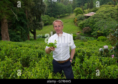 Tea plantation on the Tregothnan Estate,Tresillion,Cornwall,the first English tea production with director Jonathan Jones. Stock Photo