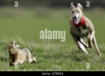 Harecoursing's Waterloo Cup. A hare flees from a pursuing greyhound. Stock Photo