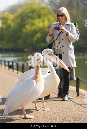 A woman photographs two Great White Pelicans in St James Park, central London, as many parts of the UK enjoy a day of warm spring weather. Stock Photo