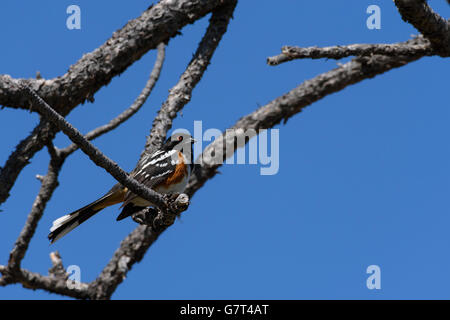 Male Spotted Towhee (Pipilo maculatus), in old Ponderosa pine tree- early spring. Castle Rock Colorado US. Stock Photo
