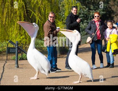 People look at two Great White Pelicans in St James Park, central London, as many parts of the UK enjoy a day of warm spring weather. Stock Photo