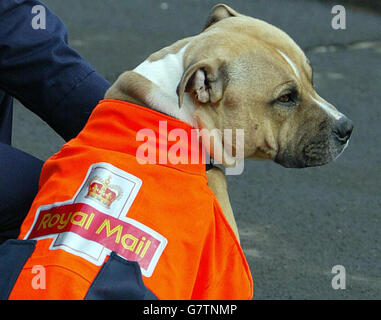 Oscar, the six month-old Bull Terrier owned by Postman Andrew Jamieson, who has been told that he could not do his rounds in Tynemouth accompanied by his dog. Andrew and Oscar had become a familiar sight for the village, however after one person complained, Royal Mail ordered Oscar to remain at home, citing Health and Safety reasons. Almost 500 people have signed a petition calling for his reinstatement and have handed it to Royal Mail Stock Photo