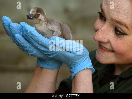 Previously unissued photo dated 11/04/15 of Blair Drummond Safari Park keeper Coni McEwan holding a two week old Humboldt penguin chick, which is the park's first Humboldt penguin chick in two years. Stock Photo