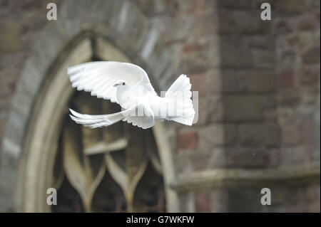 A white dove flies off after being released by father of Becky Watts, Darren Galsworthy, at the end of the funeral of his daughter at St Ambrose Church in Whitehall, Bristol. Stock Photo