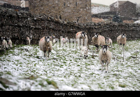 Spring lambs shelter behind a wall during snowfall over the high grounds of the Pennines in Wensleydale, as unseasonably cold weather returned to parts of the UK. Stock Photo