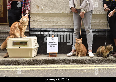 s Happiest Cat and the new face of O2 Refresh, the network's Pay Monthly tariff. Stock Photo