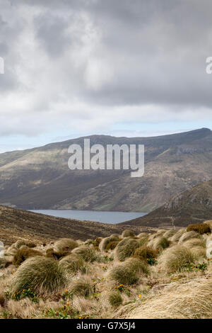 Campbell Island, New Zealand sub-Antarctic Stock Photo