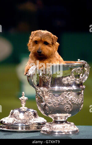 Norfolk shops terrier crufts