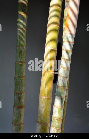 bamboo stalks in sunlight against a shaded wall on a building in Galle Sri Lanka Stock Photo