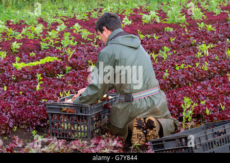 Tarleton, Lancashire, UK. 28th June, 2016.  UK Weather.  An early start for Paulos, a migrant farm labourer from the EU harvesting Royal Oak red lettuce for John Dobsons Salads growers. He is one of a number of Portuguese immigrants & EU Nationals who work in the farm fields during the summer, doing back-breaking work gathering the salad crops to fulfil supermarket orders. Work started early as outbreaks of rain are forecast to spreading across the region by lunchtime, turning heavy in places. Credit:  MediaWorldImages/Alamy Live News Stock Photo