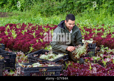 Tarleton, Lancashire, UK. 28th June, 2016.  UK Weather.  An early start for Jose, a migrant farm labourer from the EU harvesting Royal Oak red lettuce for John Dobsons Salads growers. He is one of a number of Portuguese immigrants & EU Nationals who work in the farm fields during the summer, doing back-breaking work gathering the salad crops to fulfil supermarket orders. Work started early as outbreaks of rain are forecast to spreading across the region by lunchtime, turning heavy in places. Stock Photo