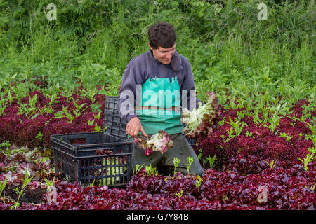 Tarleton, Lancashire, UK. 28th June, 2016.  UK Weather.  An early start for Carlos, a migrant farm labourer from the EU harvesting Royal Oak red lettuce for John Dobsons Salads growers. He is one of a number of Portuguese immigrants & EU Nationals who work in the farm fields during the summer, doing back-breaking work gathering the salad crops to fulfil supermarket orders. Work started early as outbreaks of rain are forecast to spreading across the region by lunchtime, turning heavy in places. Credit:  MediaWorldImages/Alamy Live News Stock Photo