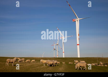 Flock of sheep grazing in front of wind turbines, Altenbruch, Cuxhaven, Elbe River, North Sea coast, Lower Saxony, PublicGround Stock Photo