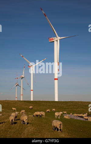 Flock of sheep grazing in front of wind turbines, Altenbruch, Cuxhaven, Elbe River, North Sea coast, Lower Saxony, PublicGround Stock Photo
