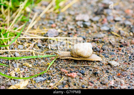 Burgundy snail (Helix pomatia) on a country road heading for the grass. Also known as Roman snail or edible snail. Stock Photo