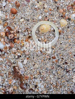 One broken shell creates a circular motif on wet shell sand. Stock Photo