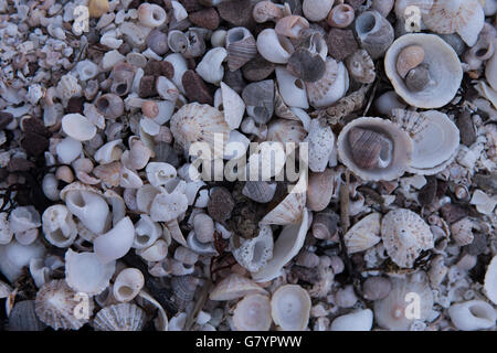 Abstract of hundreds of shells on the beach shot in cool light consisting limpets, welks, winkles, and topshells. Stock Photo