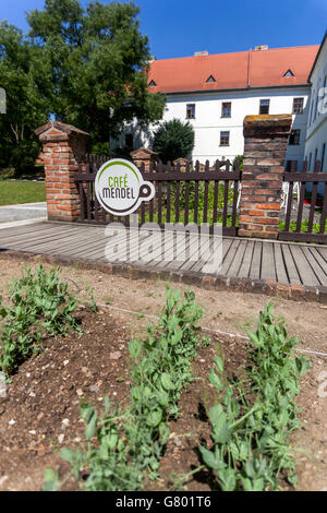 Augustinian Monastery Abbey of St Thomas. Line with peas in front of  Gregor Mendel Museum Brno Moravia, Czech Republic Stock Photo