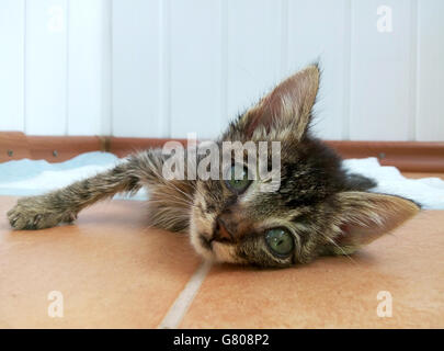 Little sick cat with expressive eyes lying on the floor. Stock Photo