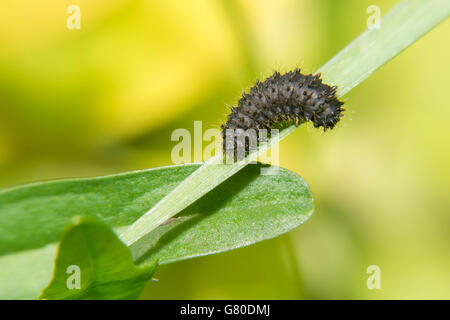 Little black caterpillar crawling on a green grass Stock Photo