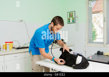 Young male veterinarian at work taking care of injured homeless dog Stock Photo