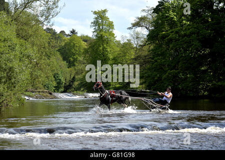 Members of the travelling community take the horse and traps into the river Eden at the start of the Appleby Horse Fair, the annual gathering of gypsies and travellers in Appleby, Cumbria. Stock Photo
