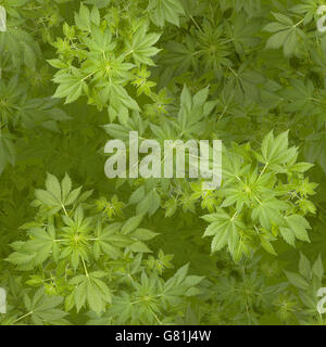 Marijuana seamless background Stock Photo