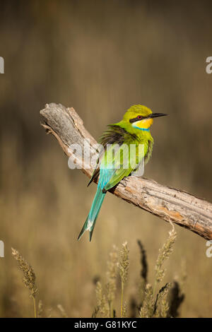 Swallow tailed bee-eater, Kgalagadi Transfrontier National Park, South Africa Stock Photo