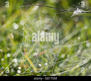 spider web covered in water drops Stock Photo