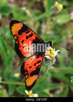 African Monarch Butterfly, (Danaus Chrysippus), South Africa, 2012 Stock Photo