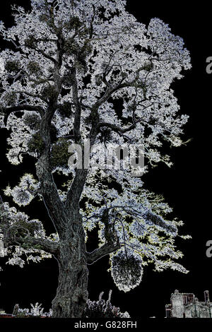Black and White stylized image of tree and mistletoe. Stock Photo