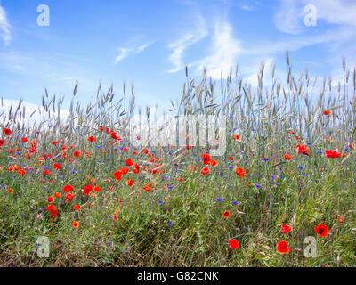 Plants growing on field against sky on sunny day Stock Photo