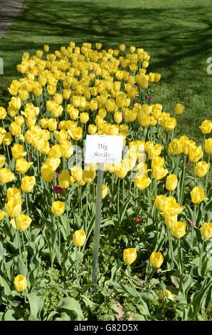 Tulip time festival in Holland, Michigan Stock Photo