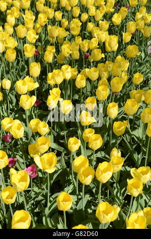 Tulip time festival in Holland, Michigan Stock Photo